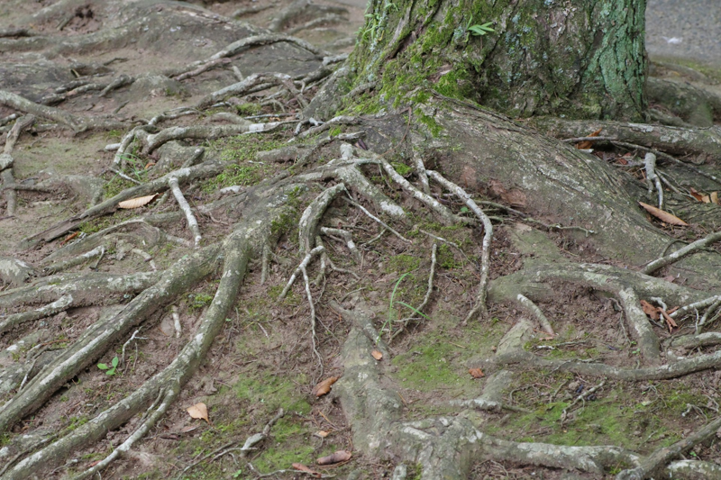 Tree roots